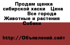Продам щенка сибирской хаски › Цена ­ 8 000 - Все города Животные и растения » Собаки   